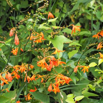 Crocosmia Star of the East - Montbretia