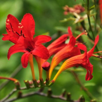 Crocosmia masoniorum - Montbretia