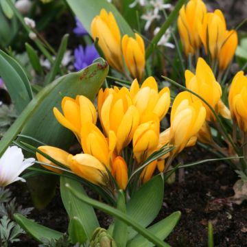 Crocus Mammouth Grand Jaune