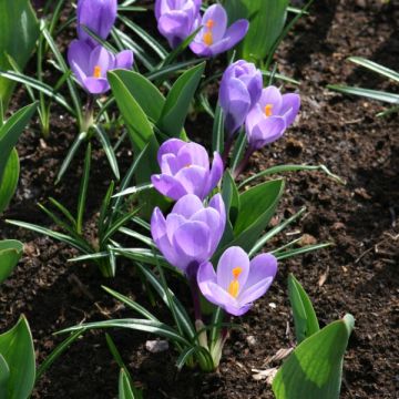 Crocus vernus Grand Maître