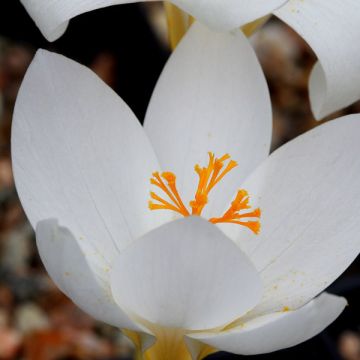 Crocus speciosus Albus