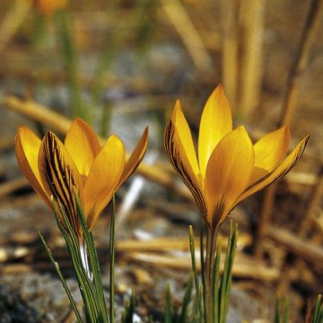 Crocus luteus Stellaris