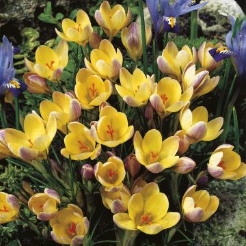 Crocus chrysanthus Advance