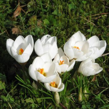 Crocus chrysanthus Snow Bunting