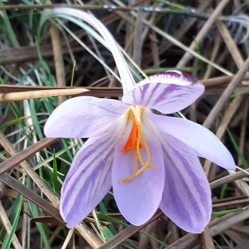 Crocus corsicus