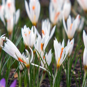 Crocus fleischeri