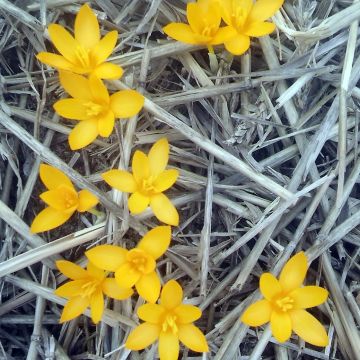 Crocus gargaricus