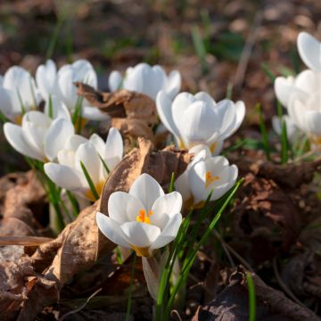 Crocus malyi - Botanic Crocus