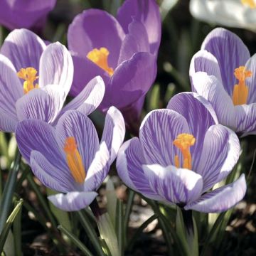 Crocus vernus Pickwick