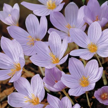 Crocus pulchellus