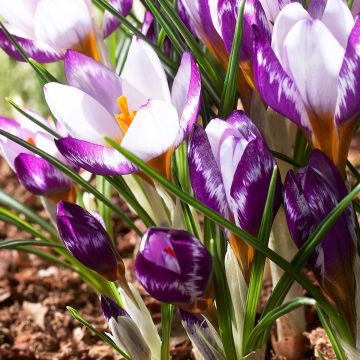 Crocus sieberi Hubert Edelstein