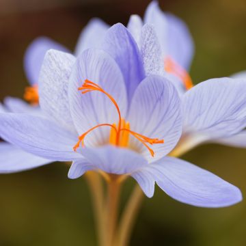 Crocus speciosus Aitchisonii