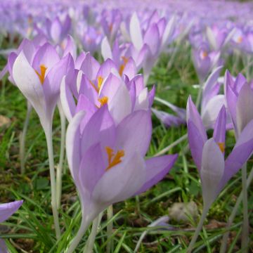 Crocus tommasinianus - Early Crocus