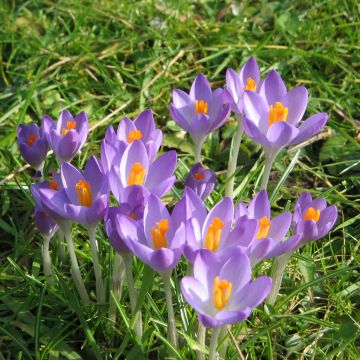 Crocus tommasinianus Barrs Purple - Early Crocus