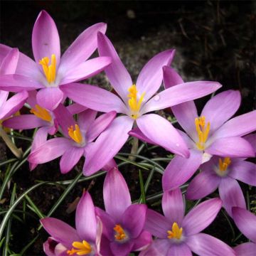 Crocus tommasinianus Roseus - Early Crocus