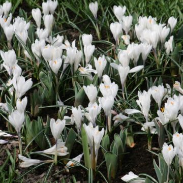 Crocus Mammouth Jeanne D'Arc