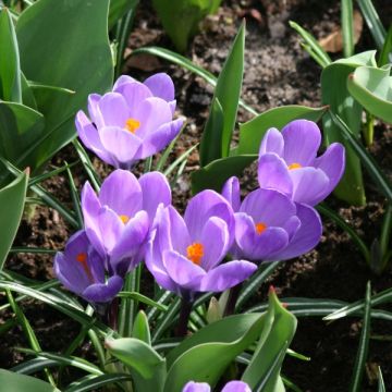 Crocus vernus Remembrance