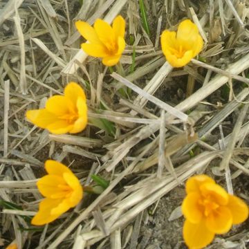 Crocus vitellinus