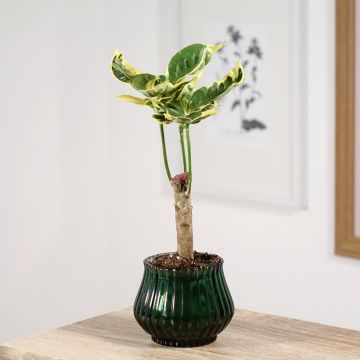 Croton - Codiaeum variegatum Tamara