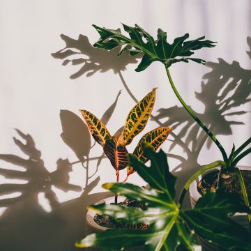 Codiaeum  Moar Yellow - Croton, Manteau de Joseph