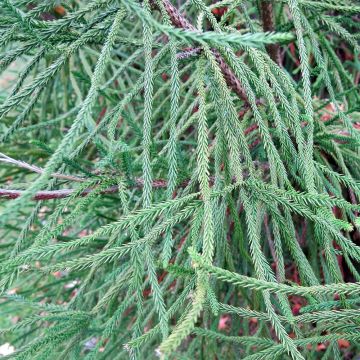 Cryptomeria japonica Araucarioides