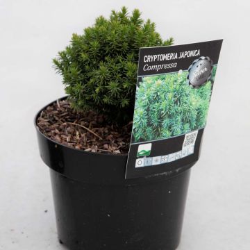 Cryptomeria japonica  Compressa