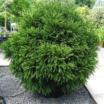 Cèdre du Japon Globosa Nana - Cryptomeria japonica