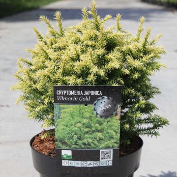 Cryptomeria japonica Vilmorin Gold