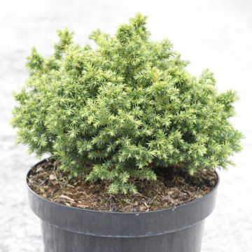 Cryptomeria japonica  Vilmoriniana