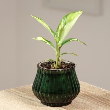 Ctenanthe lubbersiana Golden Mosaic - Never never plant