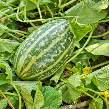 Cucumber Brocade - Cucumis sativus