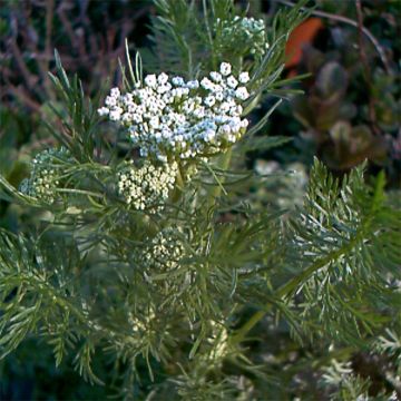 Organic Caraway - Carum carvi