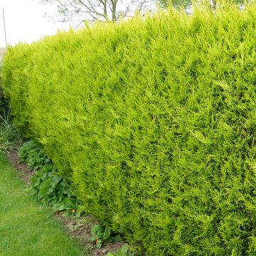 Cupressocyparis Castlewellan Gold - Leyland Cypress