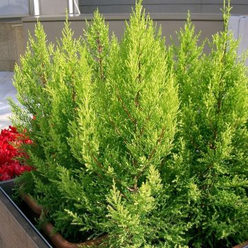 Cupressus macrocarpa Goldcrest