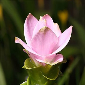 Curcuma alismatifolia Pink - Siam Tulip