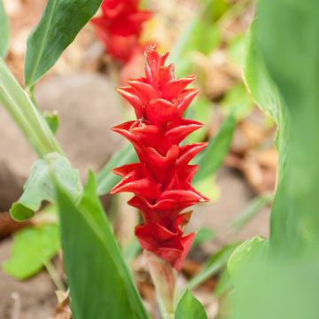 Curcuma alismatifolia Red - Siam Tulip