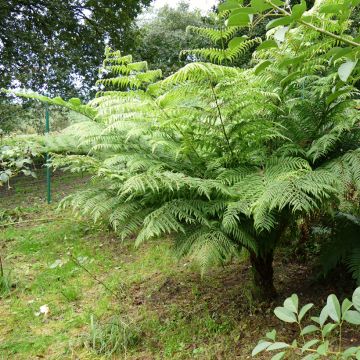 Cyathea australis - Australian Tree Fern