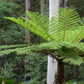 Cyathea cooperi - Australian Tree Fern