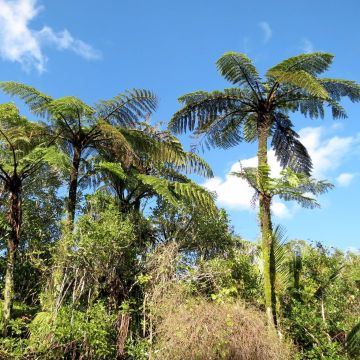 Cyathea medullaris - Black Tree Fern