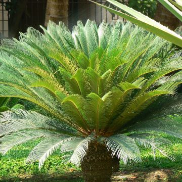 Cycas revoluta - Japanese Sago Palm