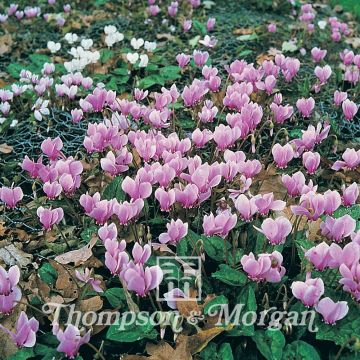 Cyclamen All The Year Round Flowering Mix - Garden Cyclamens