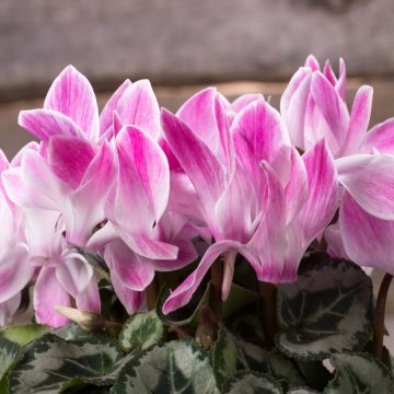 Cyclamen Mini Ray - F1 Hybrid Cyclamen