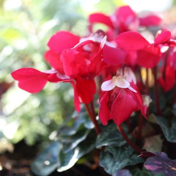 Cyclamen Mini Djix Red Wine - F1 Hybrid Cyclamen