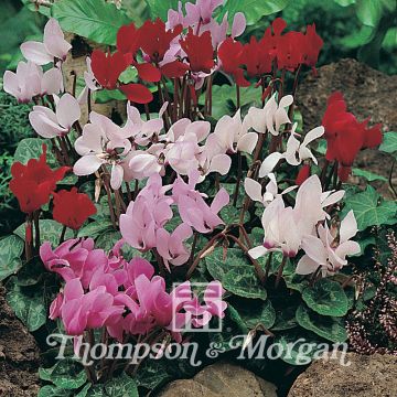 Cyclamen persicum Scentsation Mixed seeds - Persian Cyclamen