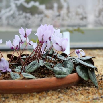 Cyclamen cilicium