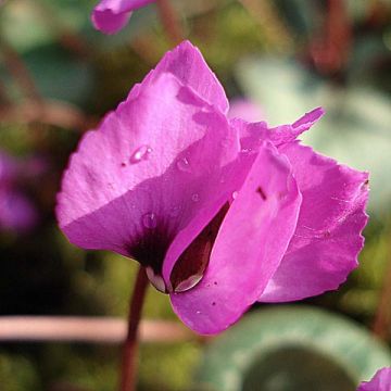 Cyclamen coum Rose en godet