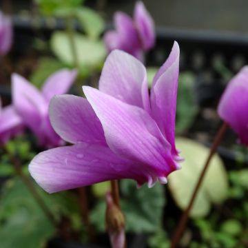 Pink Naples Cyclamen