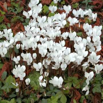 Cyclamen de Naples blanc