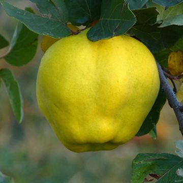 Common Quince Vranja - Cydonia oblonga