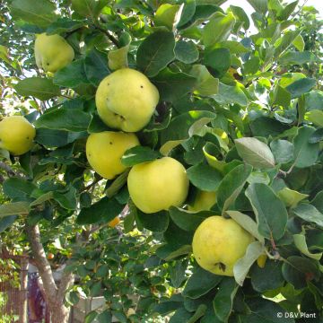 Common Quince Leskovac- Cydonia oblonga